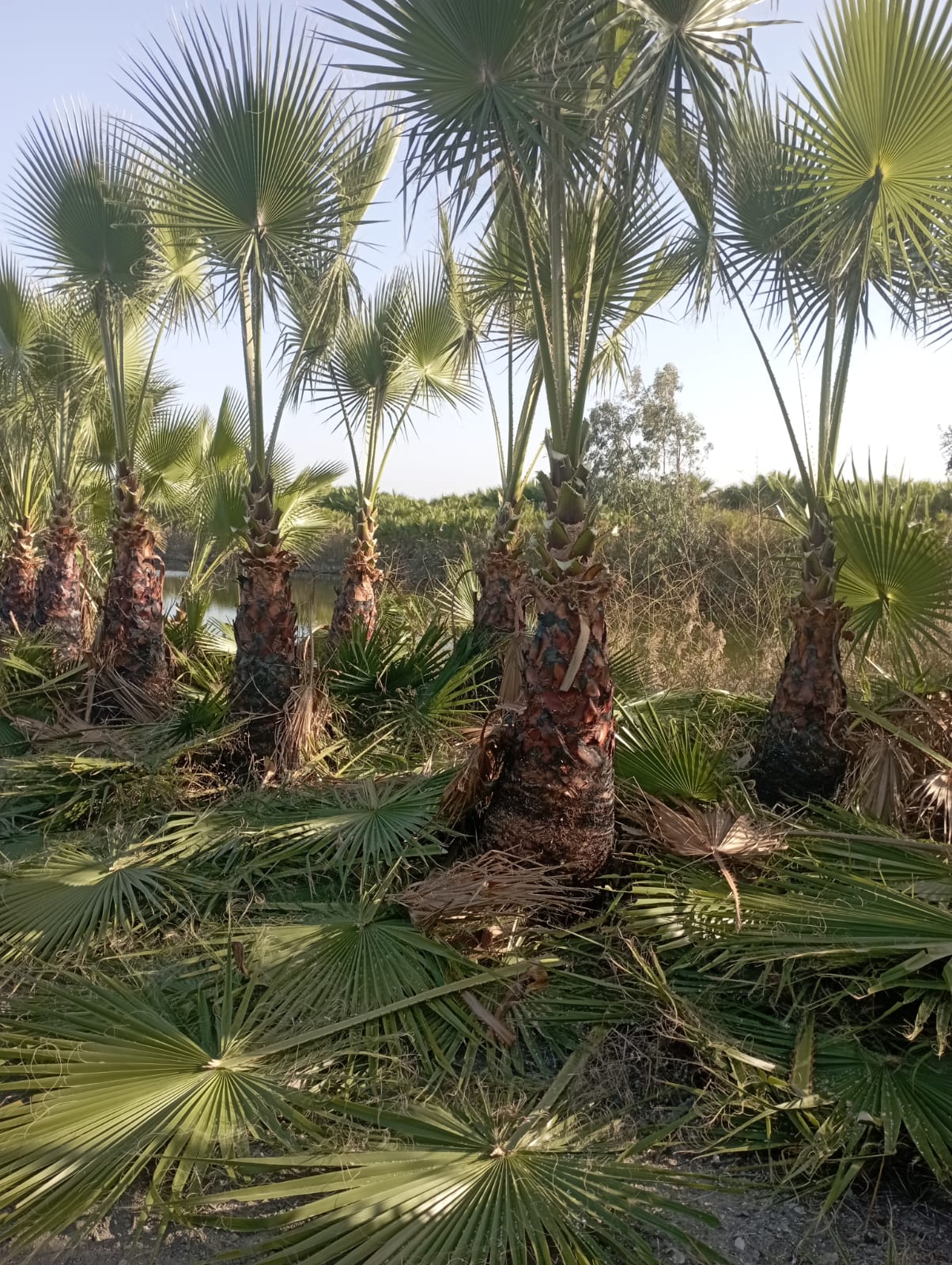 Arık Odunculuk 05342986752 Tarsus